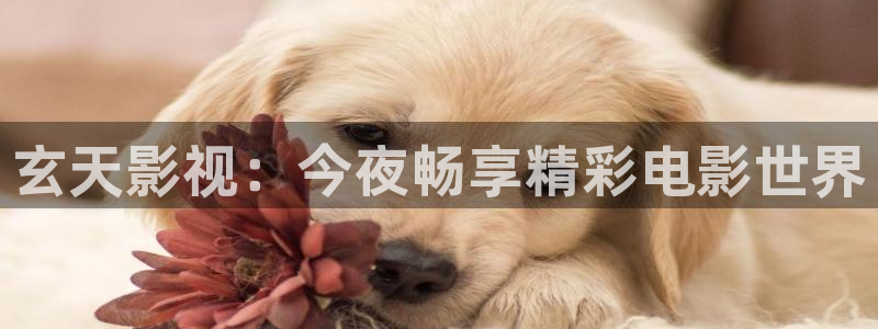 飞马影院下载安装